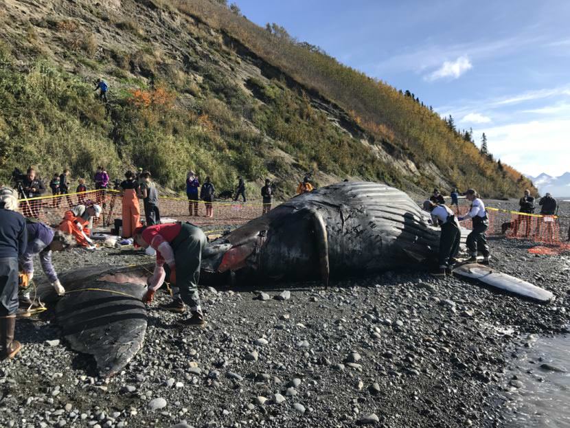 Biologists investigate whale death amid Anchorage gawkers 